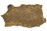 Fossil Hadrosaur (Edmontosaurus) Mummified Skin - South Dakota #330930-1